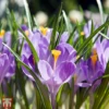 Crocus 'Grand Maitre'