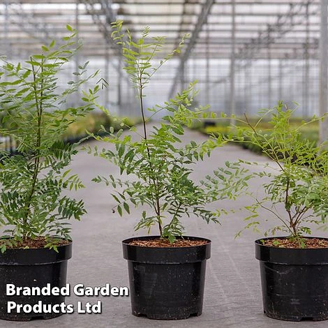 Xanthoceras Sorbifolium - Image 2