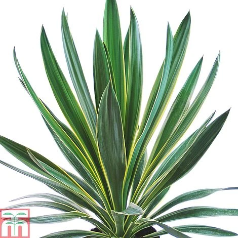 Yucca Gloriosa 'Variegata'
