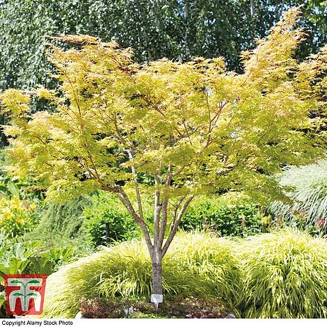 Acer Palmatum 'Sango-kaku' - Image 4