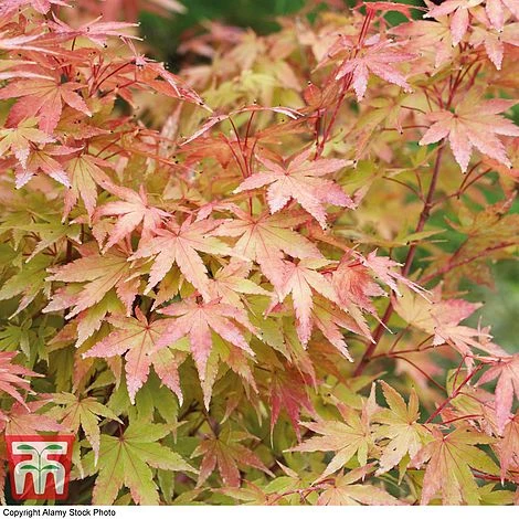 Acer Palmatum 'Sango-kaku' - Image 6