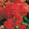 Achillea Millefolium 'Paprika'