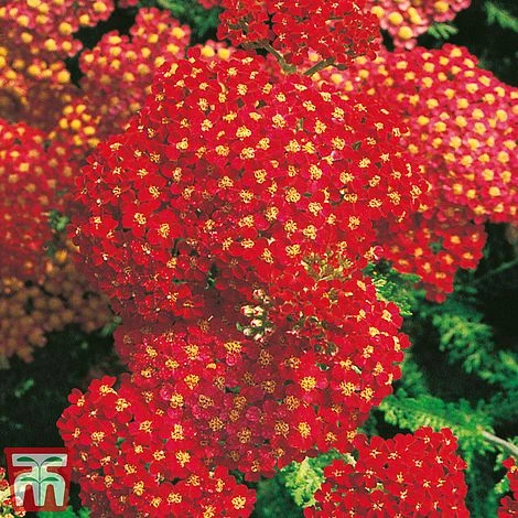 Achillea Millefolium 'Paprika'