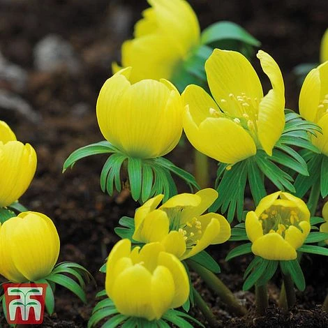 Woodland Garden Saver Collection - Image 2