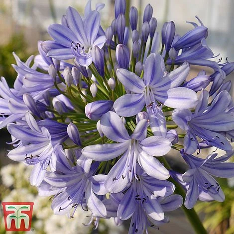 Agapanthus 'Full Moon' - Image 2