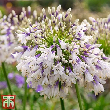 Agapanthus 'Fireworks' - Image 2