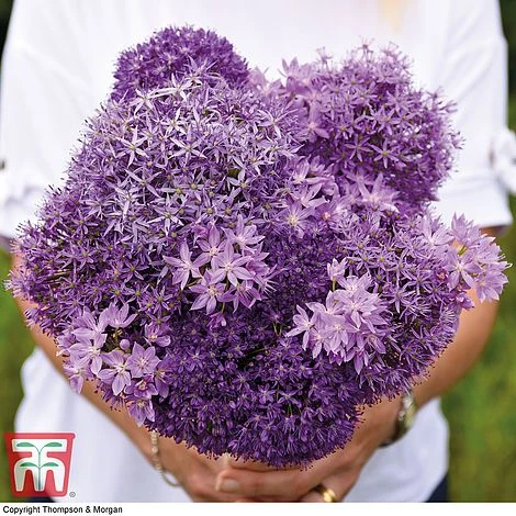 Allium Cut Flower Collection - Image 3