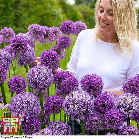 Allium Cut Flower Collection - Image 2