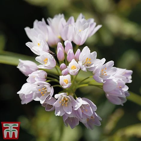 Allium Bumper Pack - Image 7