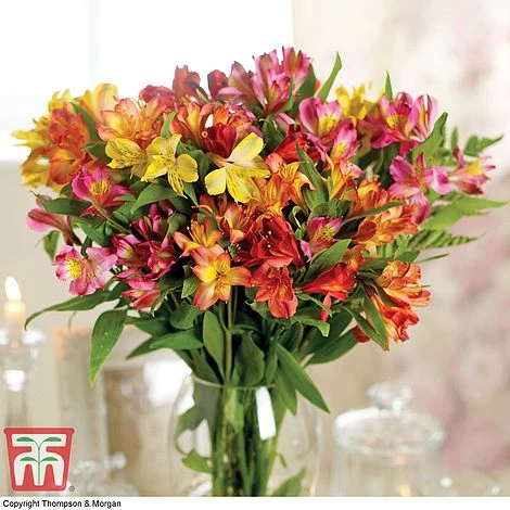 Alstroemeria 'Garden Hybrids'