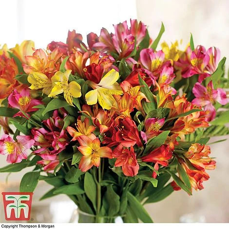 Alstroemeria 'Garden Hybrids' - Image 2