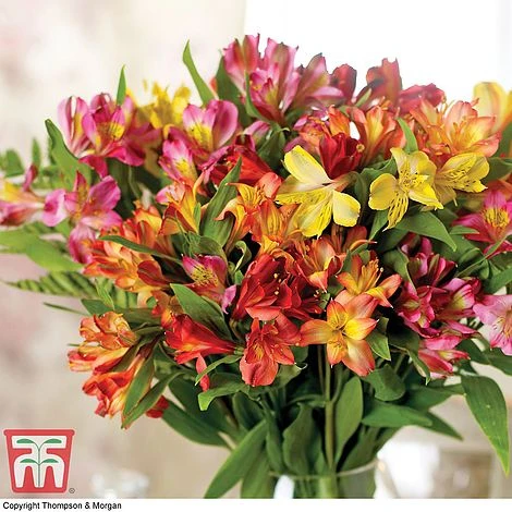 Alstroemeria 'Garden Hybrids' - Image 3