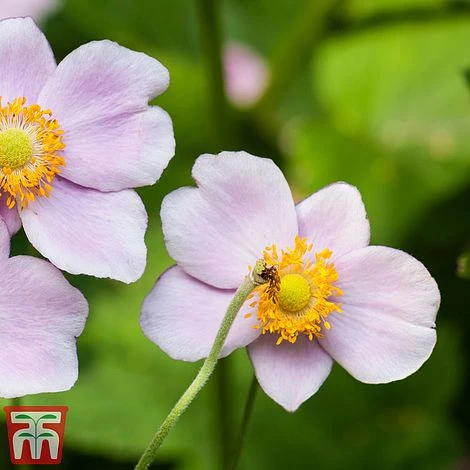 Anemone X Hybrida 'Robustissima' - Image 2