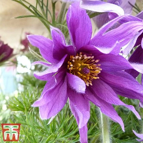 Pulsatilla Vulgaris Subsp. Grandis 'Papageno'