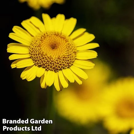 Anthemis Tinctoria 'Kelwayi'