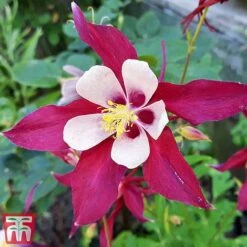 Aquilegia 'Crimson Star'