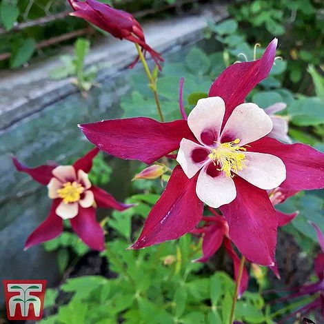 Aquilegia 'Crimson Star' - Image 2
