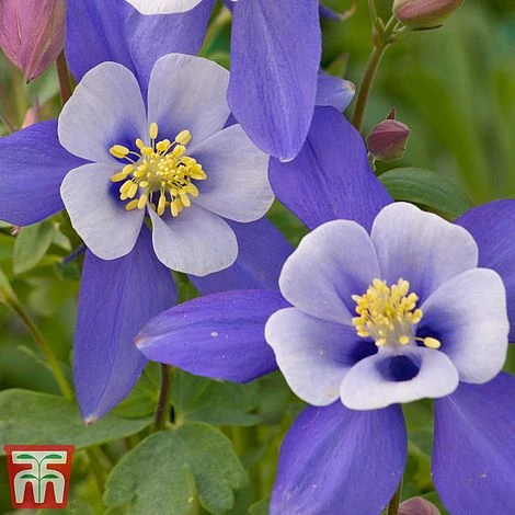 Aquilegia 'Dragonfly' - Image 2