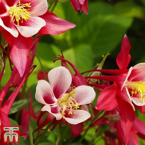 Aquilegia 'Red Star' - Image 2