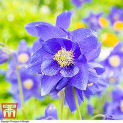 Aquilegia Vulgaris