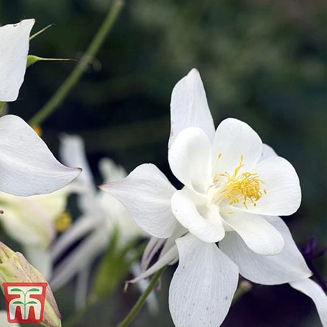 Aquilegia 'White Star' - Image 2