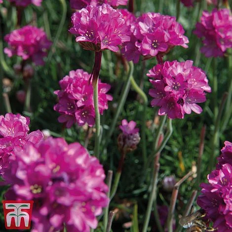 Armeria Maritima 'Düsseldorfer Stolz' - Image 2