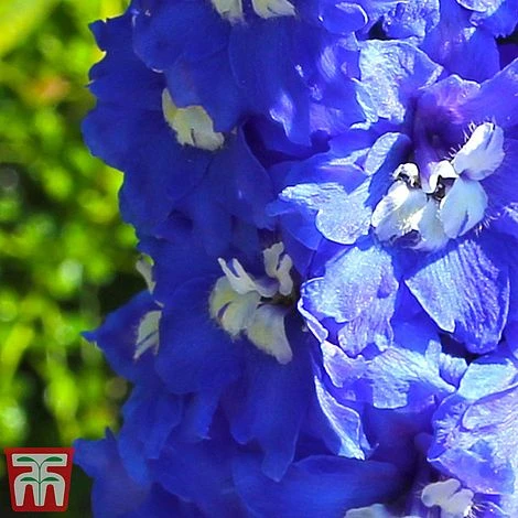 Delphinium 'King Arthur' - Image 2