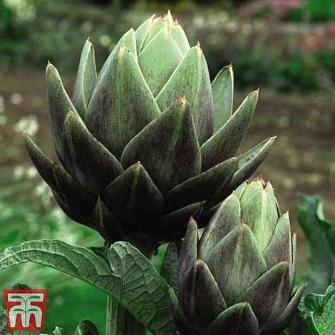Globe Artichoke 'Green Globe Improved' F1 Hybrid - Image 2