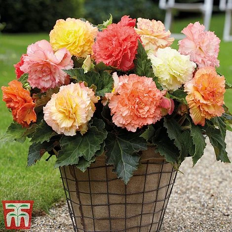 Begonia Bumper Pack - Image 2