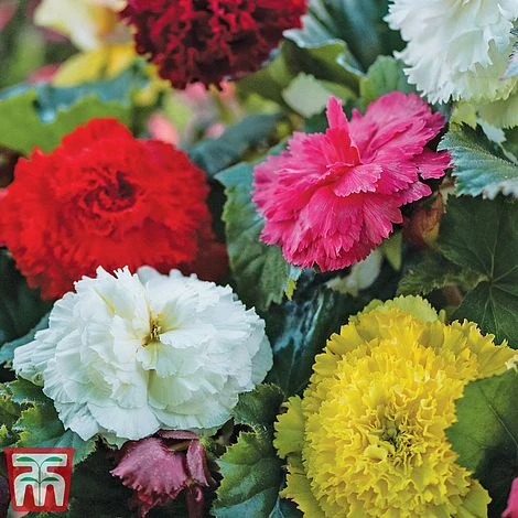 Begonia Bumper Pack - Image 5