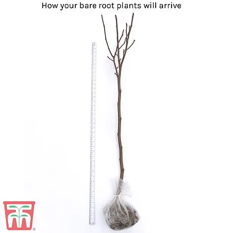 Magnolia 'Red Lucky' (Standard) - Image 5