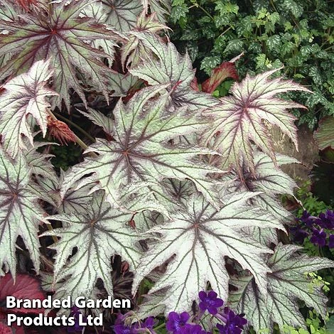 Begonia 'Connie Boswell'