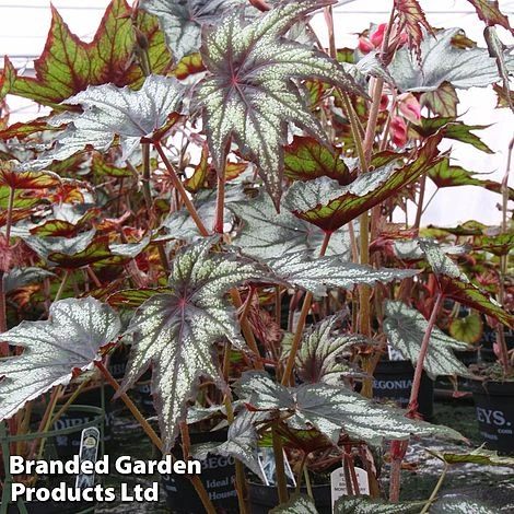Begonia 'Little Brother Montgomery' - Image 2