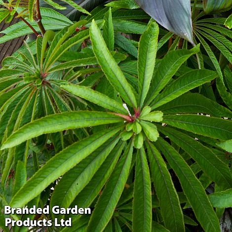 Begonia Luxurians - Image 2