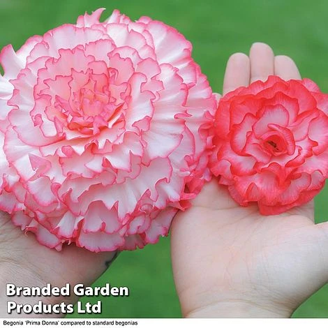 Begonia 'Prima Donna Bumper Pack' - Image 3