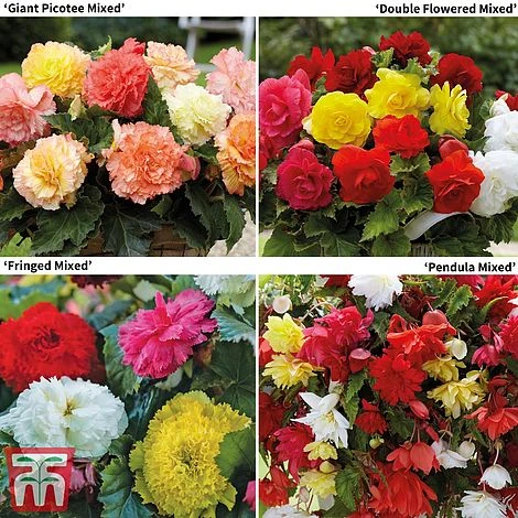 Begonia Bumper Pack