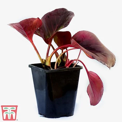 Bergenia Purpurascens - Image 3