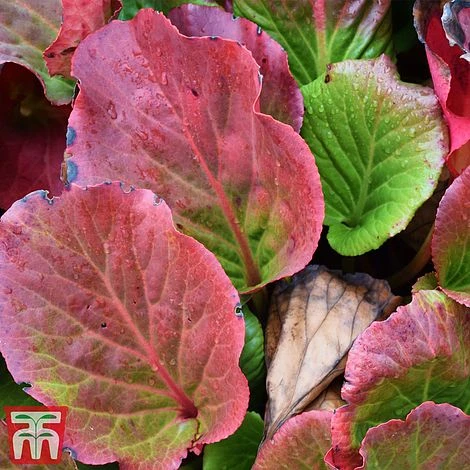 Bergenia Purpurascens - Image 2