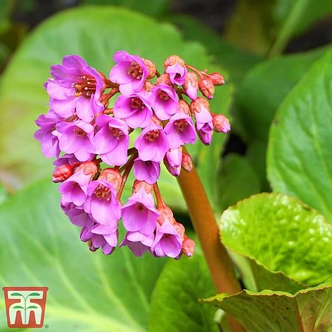 Bergenia Purpurascens