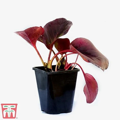 Bergenia Cordifolia 'Purpurea' - Image 2