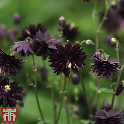 Aquilegia Vulgaris Var. Stellata 'Black Barlow' - Image 2