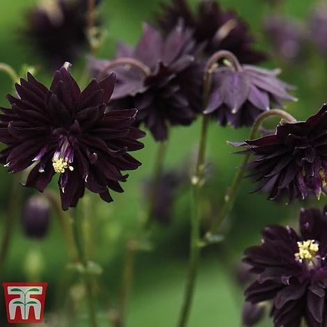 Aquilegia Vulgaris Var. Stellata 'Black Barlow' - Image 3
