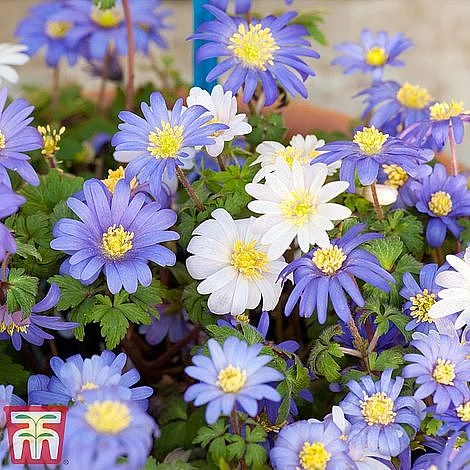 Summer Flowering Bulb Collection - Image 3