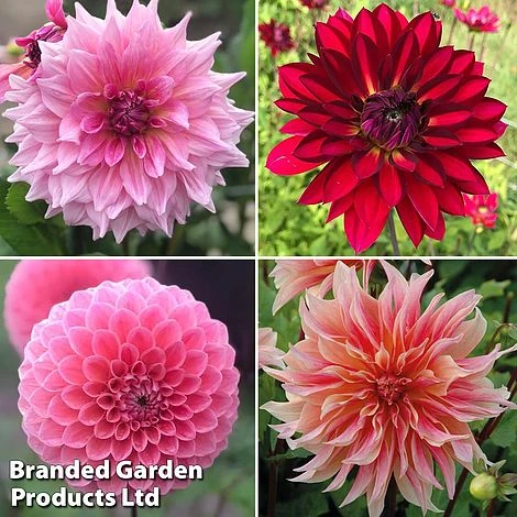 Dahlia Bouquet Collection - Image 2