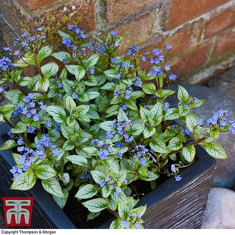 Brunnera Macrophylla 'Jack Frost' - Image 3