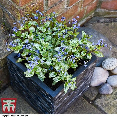 Brunnera Macrophylla 'Jack Frost' - Image 5