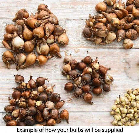 Summer Collection - Bulbs & Seeds - Image 3