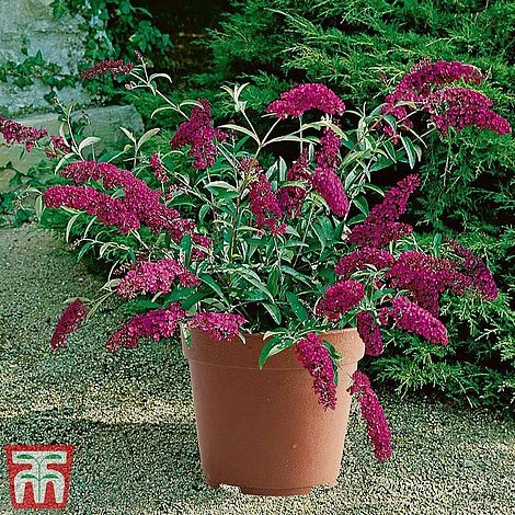Buddleja 'Buzz® Magenta' - Image 2