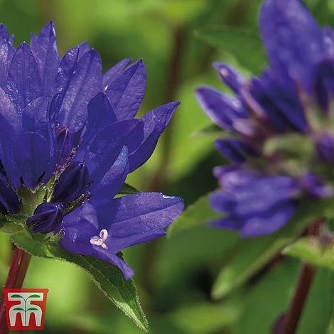 Campanula Glomerata 'Superba' - Image 2