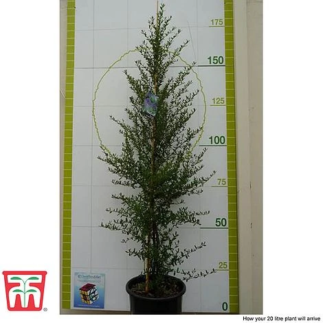 Ceanothus 'Concha' - Image 4